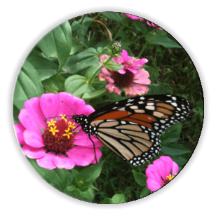 Monarch butterfly feeding on a zinnia.  Xpressions, Graphics Specialists